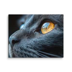 Black cat close-up photo