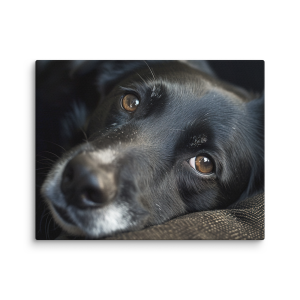 Black sweet dog photo